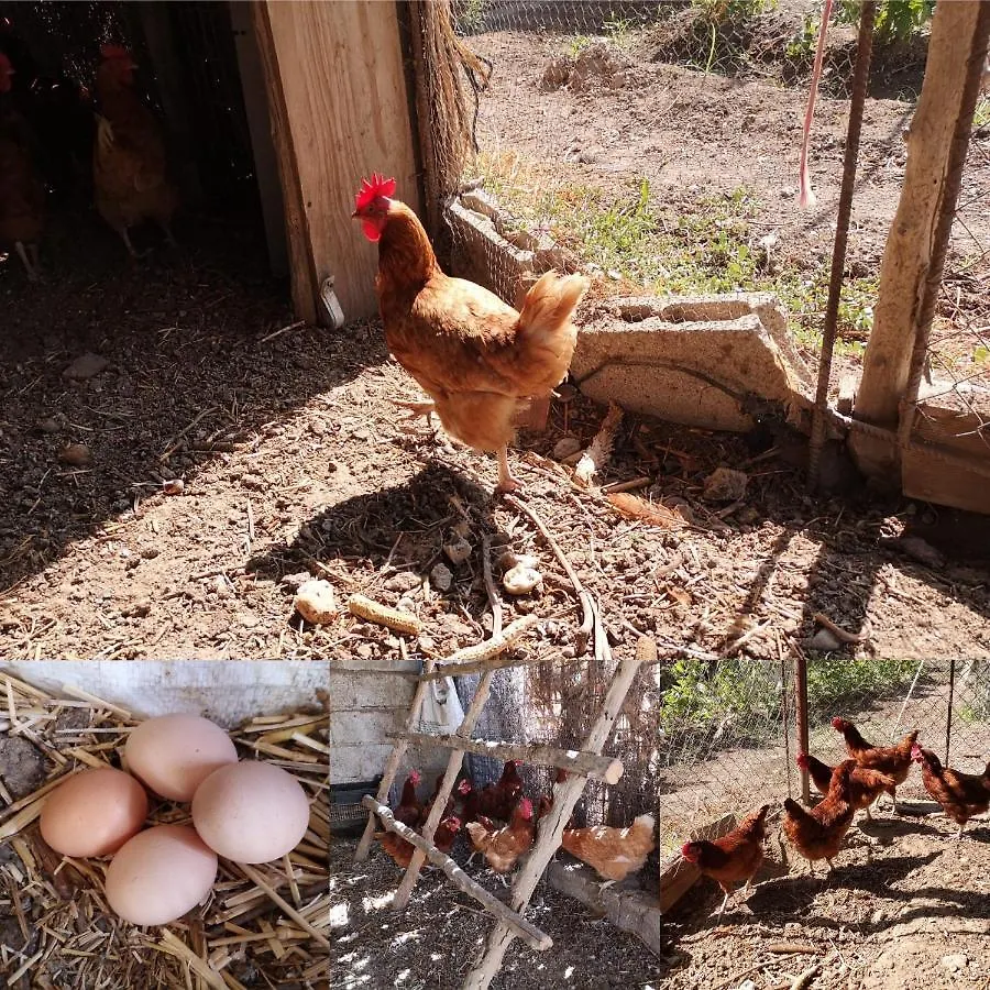 Country house Cortijo Huerta Martin Guest House Granada Spain